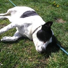 Blanding af racer Laika 