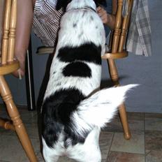 Blanding af racer Laika 