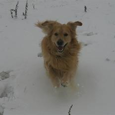 Golden retriever Zacho 