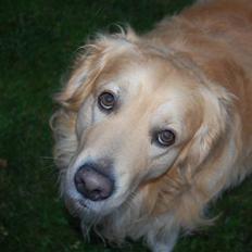 Golden retriever Zacho 