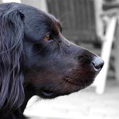 Blanding af racer Trille