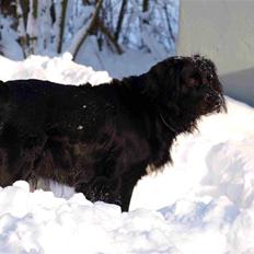 Blanding af racer Trille