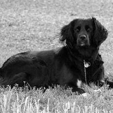 Blanding af racer Trille