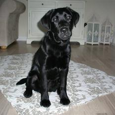 Labrador retriever gaya