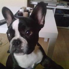 Fransk bulldog Kato (min brors)