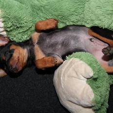 Blanding af racer Victor Zumbusch