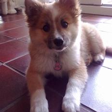 Islandsk fårehund Nala