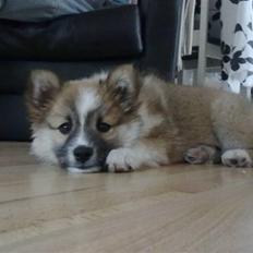 Islandsk fårehund Nala
