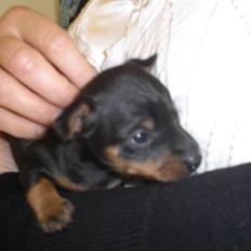 Prazsky krysarik Thilde