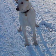 Blanding af racer Molly