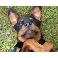 Rottweiler Bella Lien Valentin