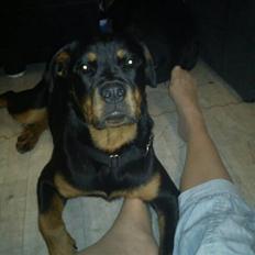Rottweiler Bella Lien Valentin