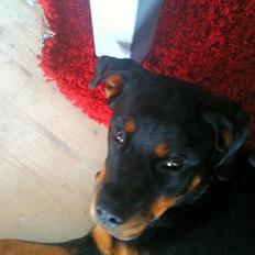 Rottweiler Bella Lien Valentin