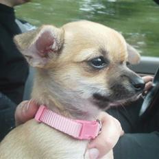 Chihuahua Himmelhund - Peanut 