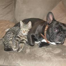 Fransk bulldog Trold