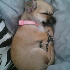 Chihuahua Himmelhund - Peanut 