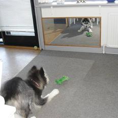 Alaskan malamute Dia [Himmelhund]