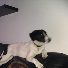 Blanding af racer Ziva