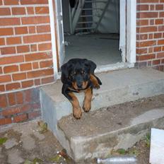 Rottweiler ballou