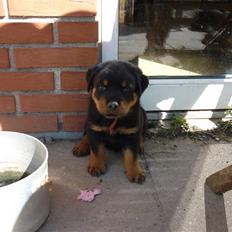 Rottweiler ballou