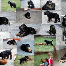 Amerikansk cocker spaniel Robin