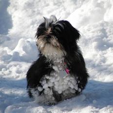 Shih tzu Cherry