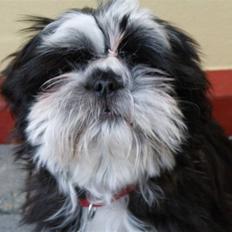 Shih tzu Cherry