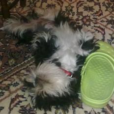 Shih tzu Cherry