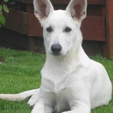 Hvid Schweizisk Hyrdehund BeDaBlanco's Brave Beyla