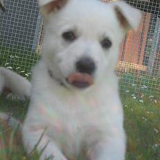 Hvid Schweizisk Hyrdehund BeDaBlanco's Brave Beyla