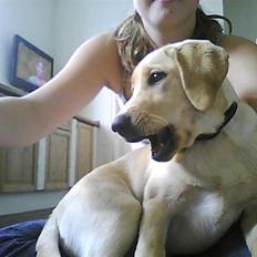 Labrador retriever Siska 