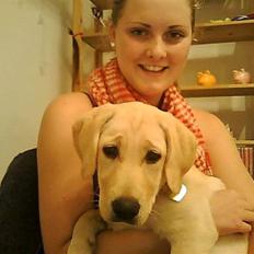 Labrador retriever Siska 