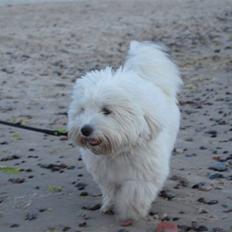 Coton de tulear Anton