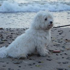 Coton de tulear Anton