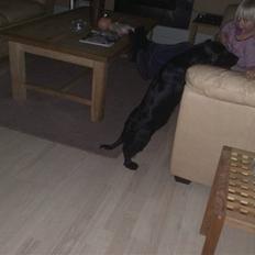 Cocker spaniel Tika <3