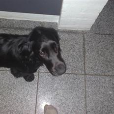 Cocker spaniel Tika <3
