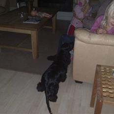 Cocker spaniel Tika <3