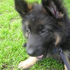 Schæferhund Almebos socco(Sacco)