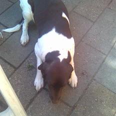 Blanding af racer kira