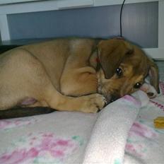 Blanding af racer Kia (kig forbi og hjælp!