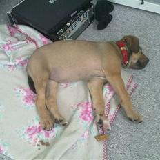 Blanding af racer Kia (kig forbi og hjælp!