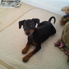 Dvaergpinscher Kaiser