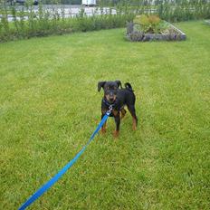 Dvaergpinscher Kaiser
