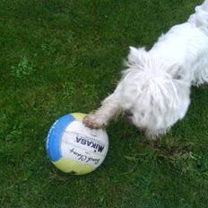 West highland white terrier Birgitte Dalsø's Emil 