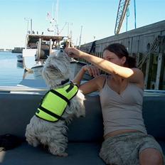 West highland white terrier Birgitte Dalsø's Emil 
