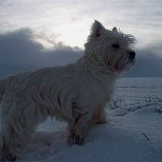 West highland white terrier Birgitte Dalsø's Emil 
