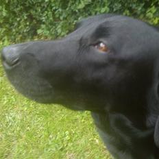 Labrador retriever Baloo