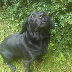 Labrador retriever Baloo