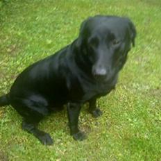 Labrador retriever Baloo