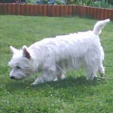 West highland white terrier Molly